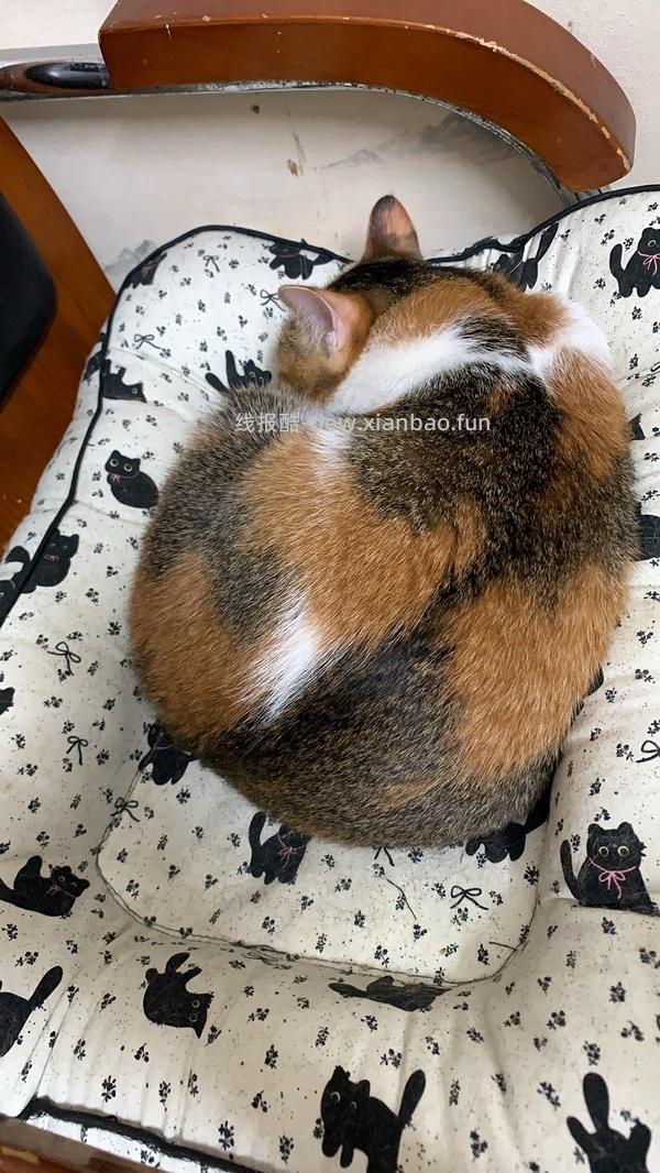 小黄人联名巨保暖猫窝26 - 线报酷