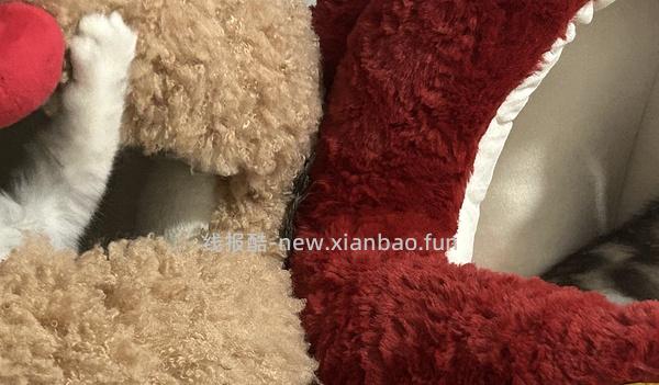 好价zeze猫窝 - 线报酷