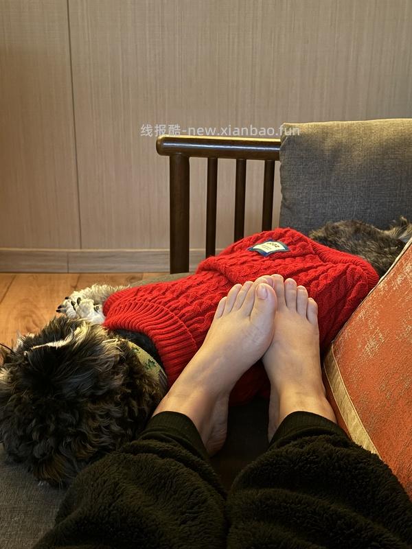 zeze宠物红色毛衣，貌美，16左右 - 线报酷