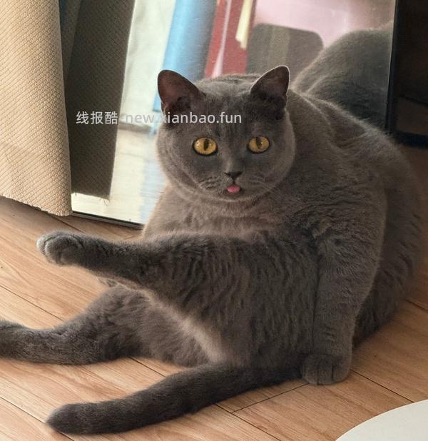 zeze宠物红色毛衣，貌美，16左右 - 线报酷