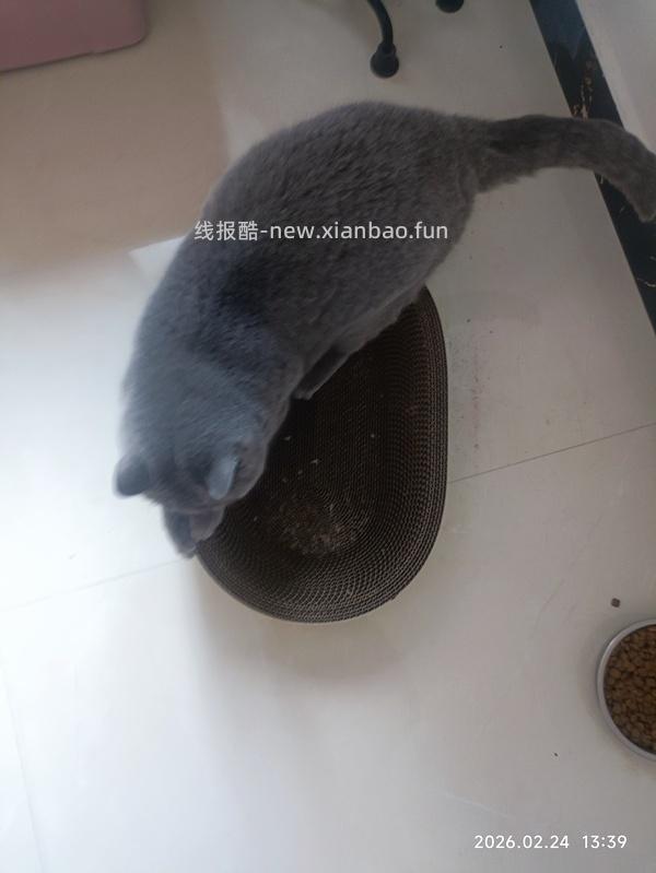 多猫家庭0元购实用猫抓板 垫子 垃圾袋 手套 猫砂 - 线报酷