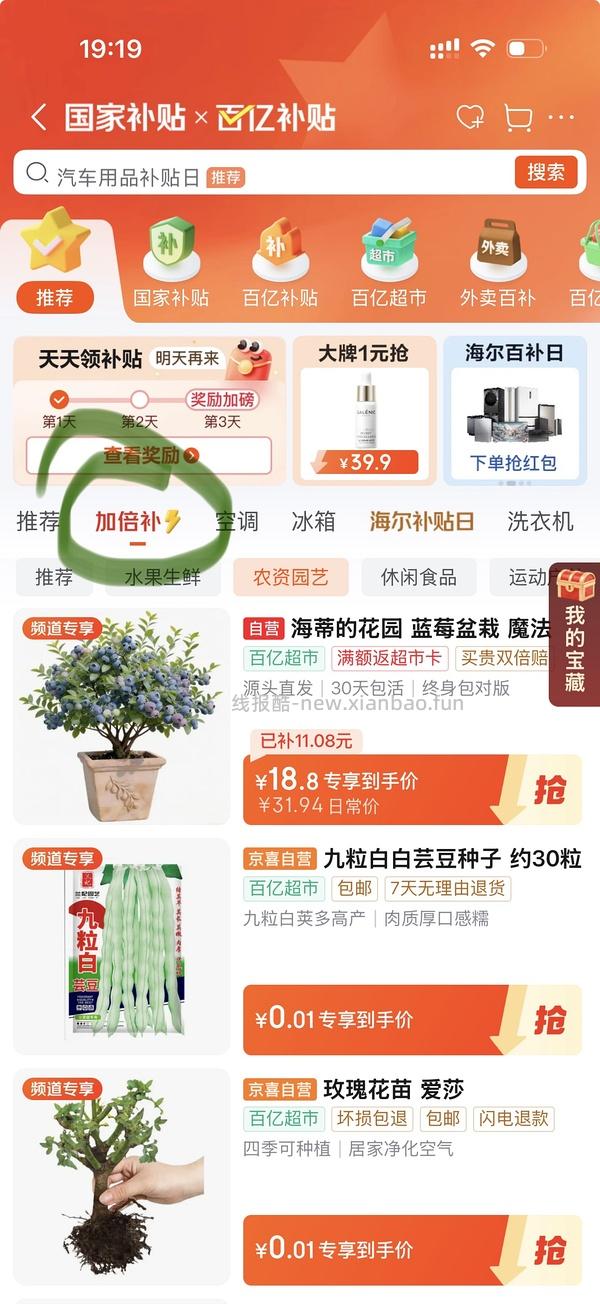 海蒂的花园蓝莓🫐盆栽17左右，果子很多 - 线报酷