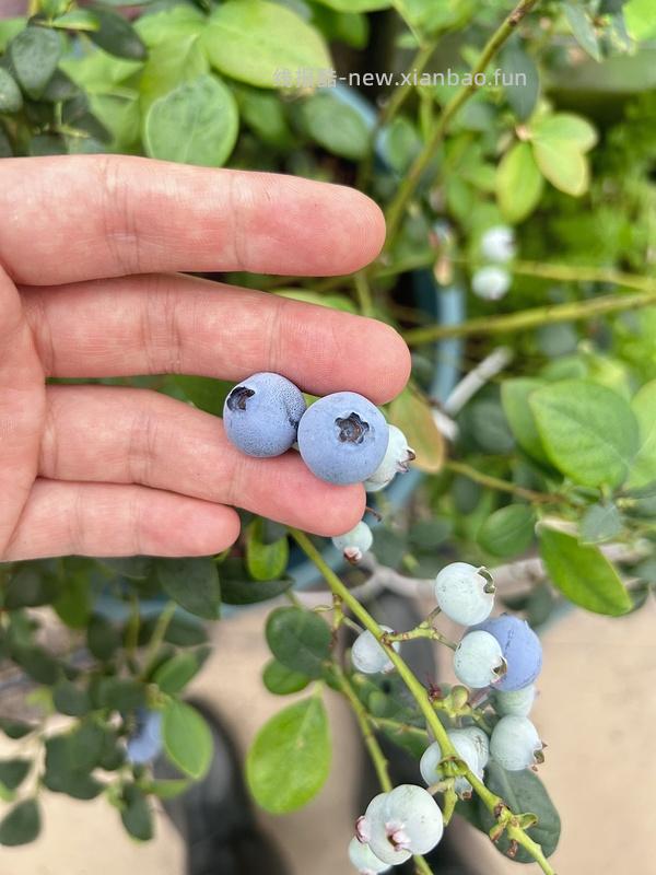 L25蓝莓盆栽5年苗6r+（🚗跑） - 线报酷
