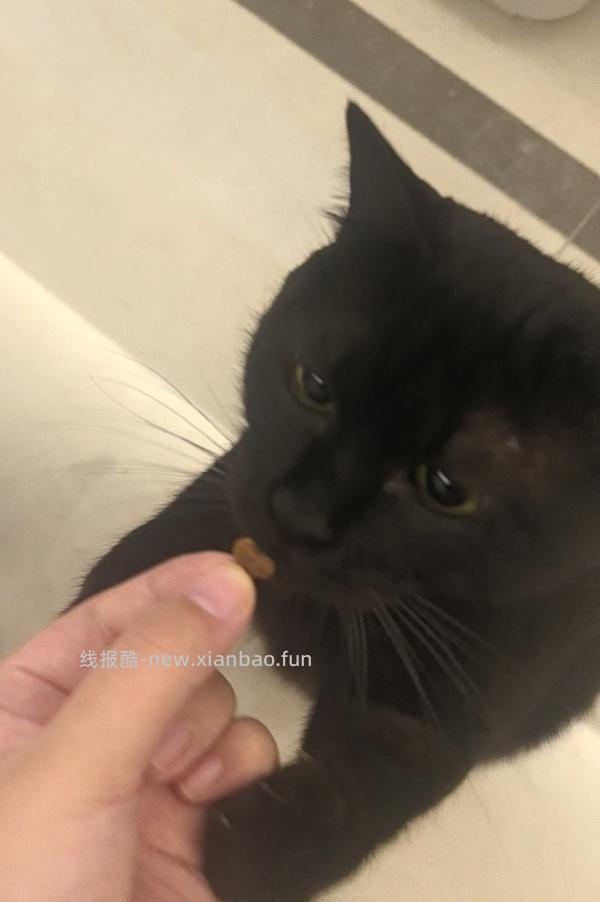 来薅福摩家禽猎鸟蔬果猫粮试吃85g三块多 合一斤22 - 线报酷