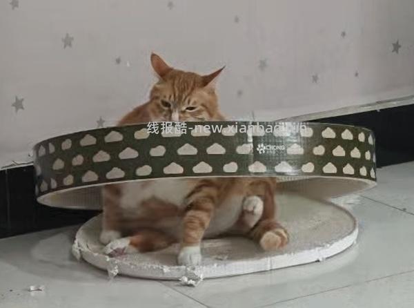 刷券，便宜耐抓猫抓板 - 线报酷
