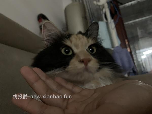 猫妈妈进，朗诺冻干9包136 - 线报酷