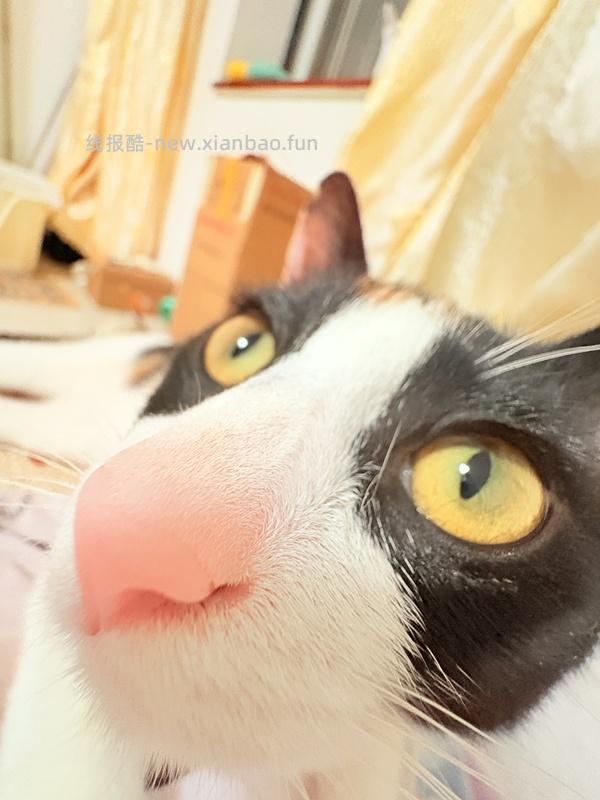 猫妈妈进，朗诺冻干9包136 - 线报酷