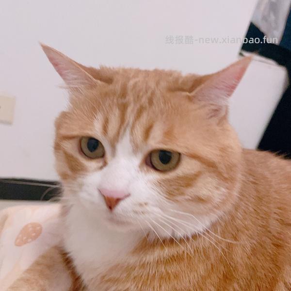 猫妈妈进，朗诺冻干9包136 - 线报酷