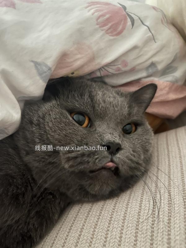 猫妈妈进，朗诺冻干9包136，看号，做不到明天看看 - 线报酷