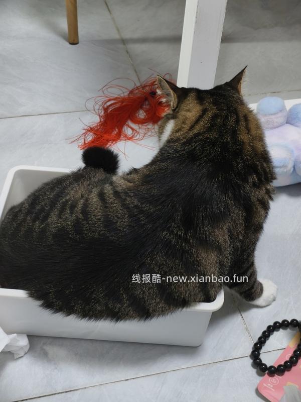 自动猫砂盆 空气萝卜c40pro 944.35元 - 线报酷