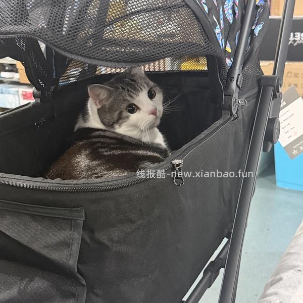 100的dodopet宠物推车和BNBNO猫包，110的petsfit 猫包 - 线报酷
