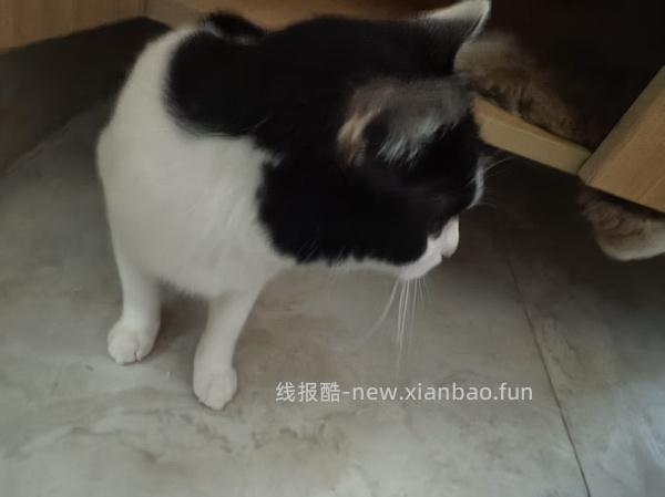 自然光环猫粮14磅317 - 线报酷