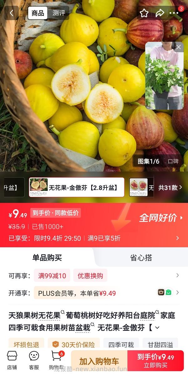 金奥芬无花果盆栽11r，玛斯义陶芬13r - 线报酷