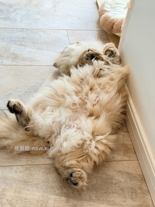 蓝氏猎鸟乳鸽冻干猫粮1.5kg*6 403r - 线报酷