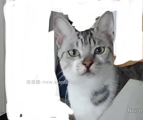 素力高鲜肉高蛋白猫粮3磅 62r - 线报酷