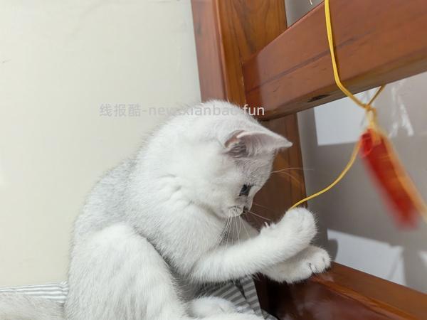 百利高蛋白猫粮10磅300，无谷鸡11磅227 - 线报酷