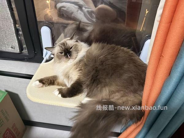 猫吊床，20r两个 - 线报酷
