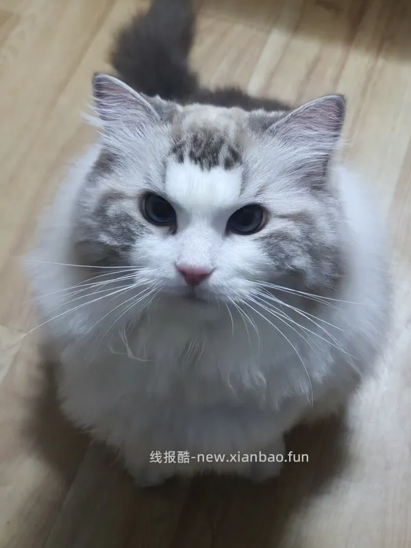 法米娜鸡肉南瓜石榴猫粮5kg277.73 - 线报酷