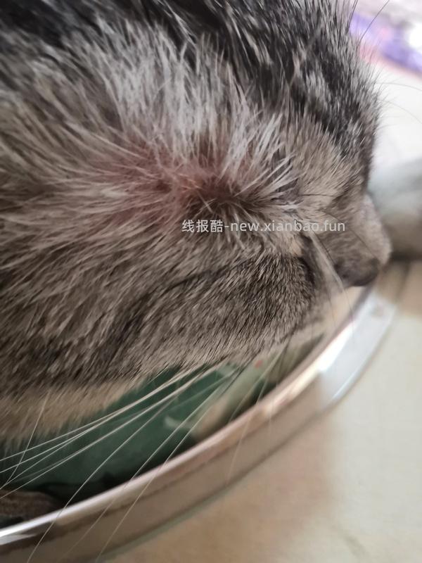 讨论/【科普】关于耳螨，马拉色菌和猫癣的一点看法 - 线报酷