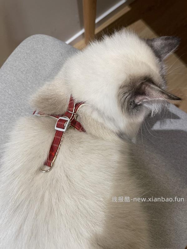 讨论/【教程】进阶版教程——如何将不到10块钱的牵引绳改造成100+的科学牵引绳 - 线报酷