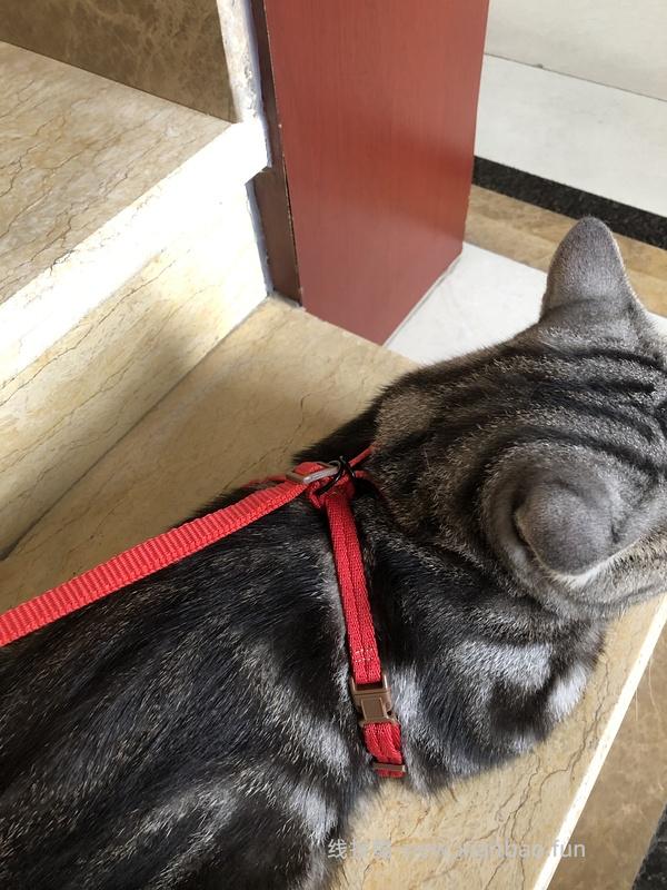 讨论/【教程】进阶版教程——如何将不到10块钱的牵引绳改造成100+的科学牵引绳 - 线报酷