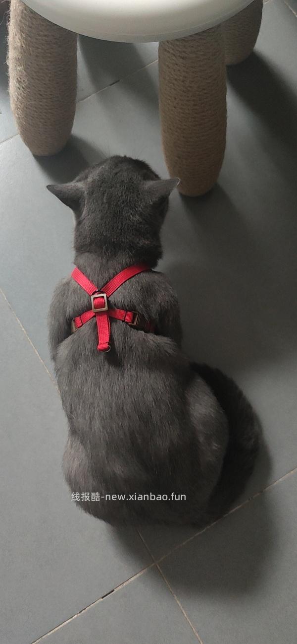 讨论/【教程】进阶版教程——如何将不到10块钱的牵引绳改造成100+的科学牵引绳 - 线报酷