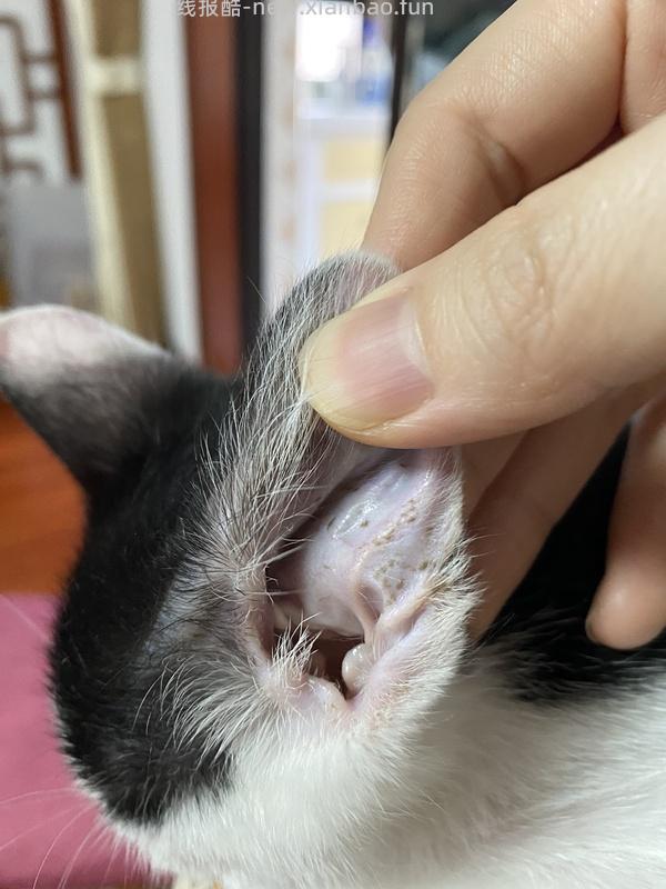 讨论/【科普】关于耳螨，马拉色菌和猫癣的一点看法 - 线报酷