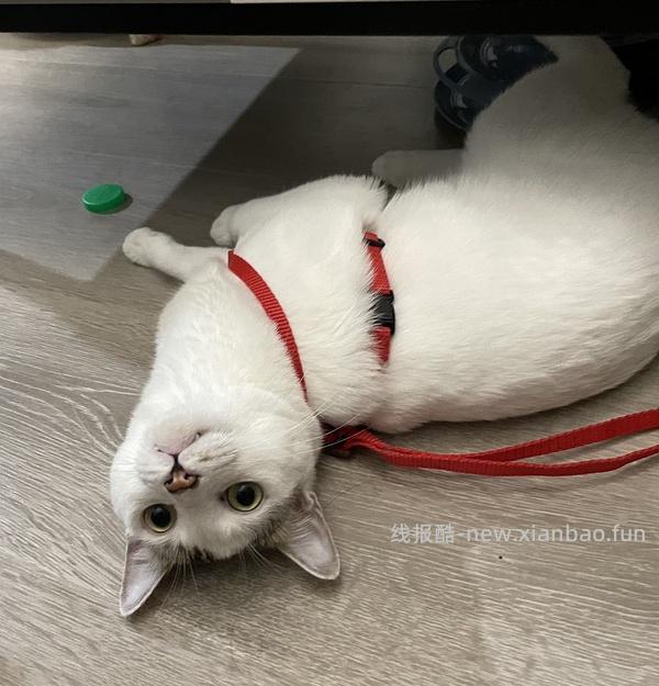 讨论/【教程】进阶版教程——如何将不到10块钱的牵引绳改造成100+的科学牵引绳 - 线报酷