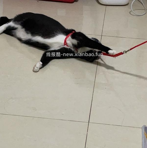 讨论/【教程】进阶版教程——如何将不到10块钱的牵引绳改造成100+的科学牵引绳 - 线报酷