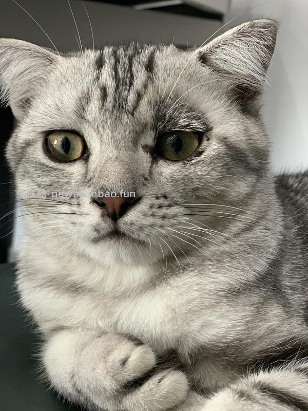 讨论/【科普】激情安利伊曲康唑治疗猫癣！！伊曲康唑真的伤肝吗？辟谣！！！ - 线报酷