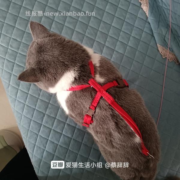 讨论/【教程】进阶版教程——如何将不到10块钱的牵引绳改造成100+的科学牵引绳 - 线报酷