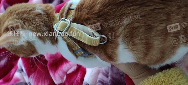 讨论/【教程】进阶版教程——如何将不到10块钱的牵引绳改造成100+的科学牵引绳 - 线报酷