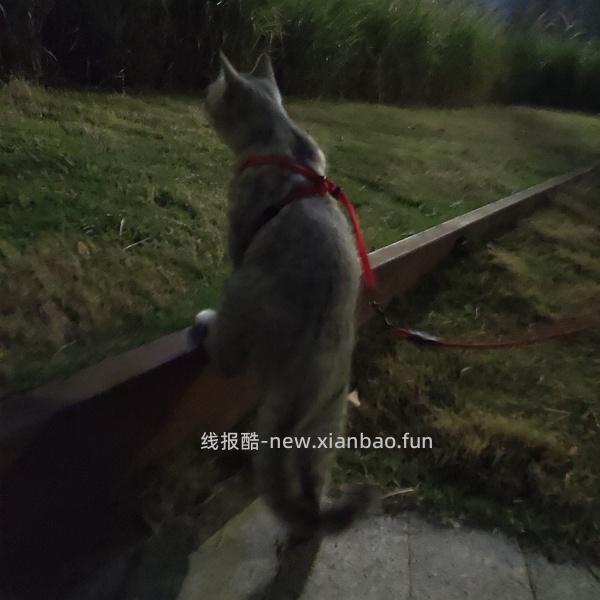 讨论/【教程】进阶版教程——如何将不到10块钱的牵引绳改造成100+的科学牵引绳 - 线报酷