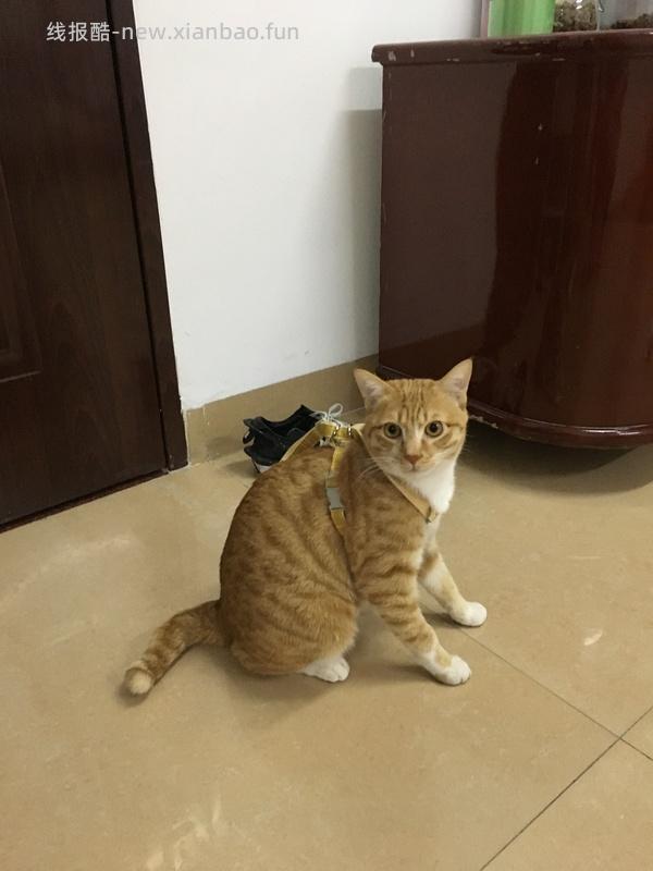 讨论/【教程】进阶版教程——如何将不到10块钱的牵引绳改造成100+的科学牵引绳 - 线报酷