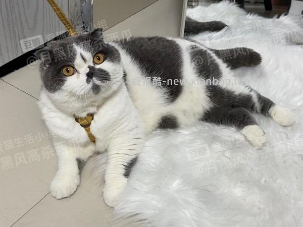 讨论/【教程】进阶版教程——如何将不到10块钱的牵引绳改造成100+的科学牵引绳 - 线报酷