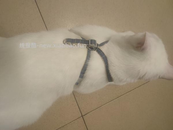 讨论/【教程】进阶版教程——如何将不到10块钱的牵引绳改造成100+的科学牵引绳 - 线报酷