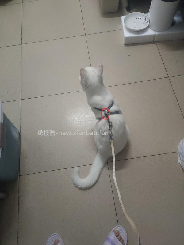 讨论/【教程】进阶版教程——如何将不到10块钱的牵引绳改造成100+的科学牵引绳 - 线报酷