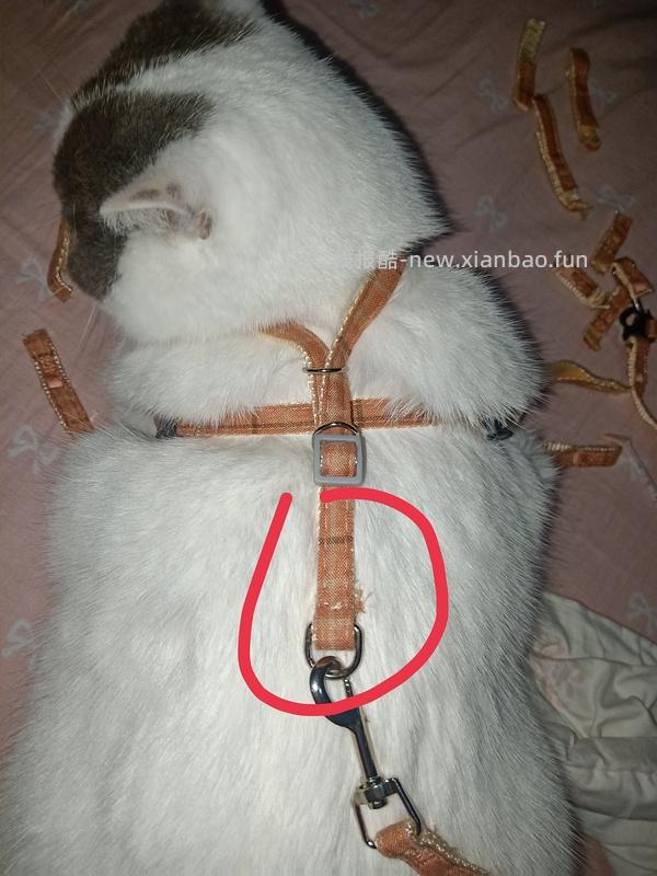 讨论/【教程】进阶版教程——如何将不到10块钱的牵引绳改造成100+的科学牵引绳 - 线报酷