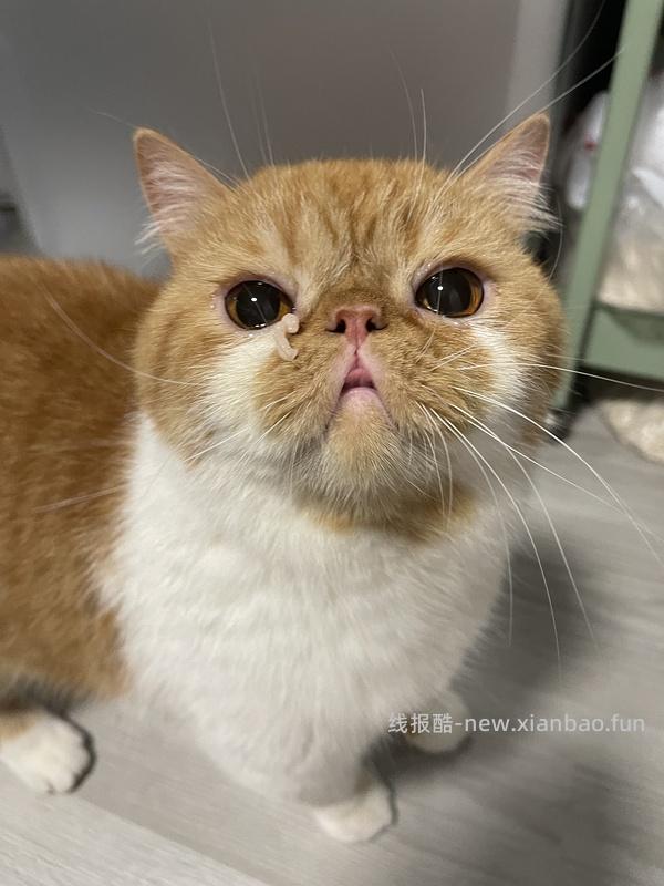 讨论/【科普】手把手教你解决猫咪泪痕！日常眼睛清理！！（加菲） - 线报酷