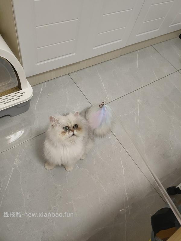 讨论/【科普】手把手教你解决猫咪泪痕！日常眼睛清理！！（加菲） - 线报酷