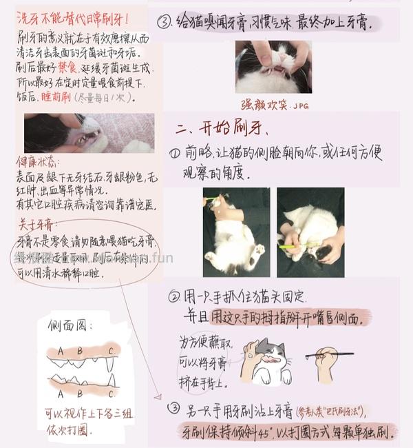 【科普】猫刷牙姿势教程2.0 - 线报酷