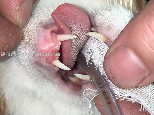 【科普】牙科问题和普通内科问题都可以留言，看到会回复 - 线报酷