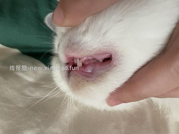 【科普】牙科问题和普通内科问题都可以留言，看到会回复 - 线报酷