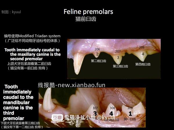 【科普】牙科问题和普通内科问题都可以留言，看到会回复 - 线报酷