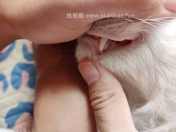 【科普】牙科问题和普通内科问题都可以留言，看到会回复 - 线报酷