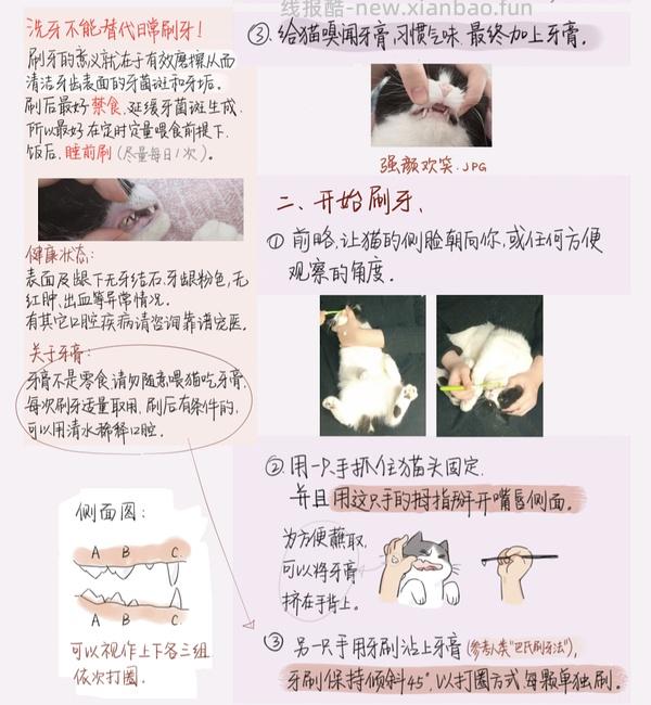 讨论/【科普】猫刷牙详细图文教程2.0 - 线报酷
