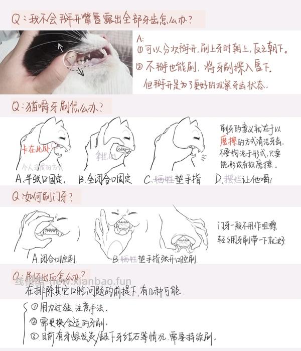 讨论/【科普】猫刷牙详细图文教程2.0 - 线报酷