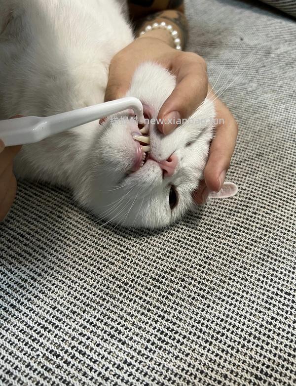 【科普】猫刷牙姿势教程2.0 - 线报酷