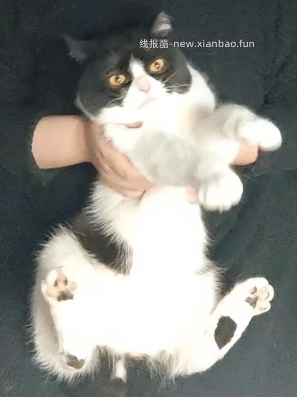 【科普】猫刷牙姿势教程2.0 - 线报酷