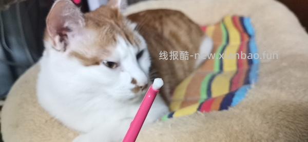 讨论/【科普】猫刷牙详细图文教程2.0 - 线报酷